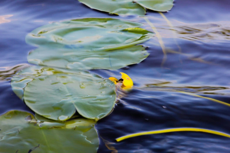 a yellow flower sits on the edge of a pool of water