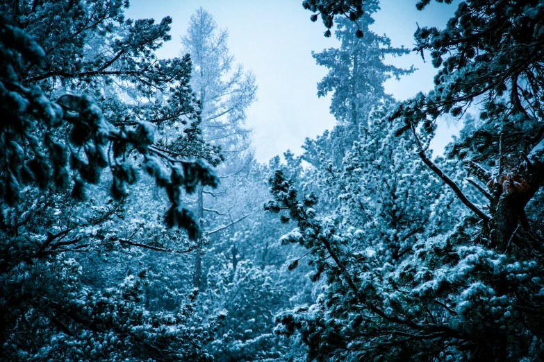 snow covered trees and nches with fog in background