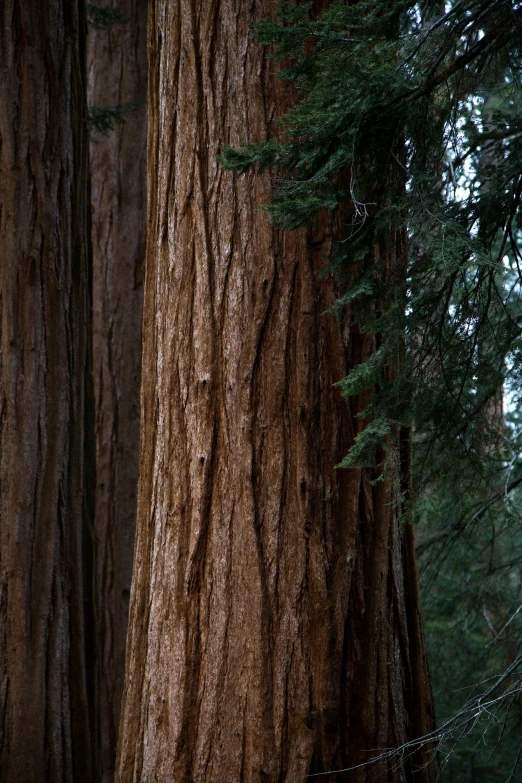 a group of large trees in the woods