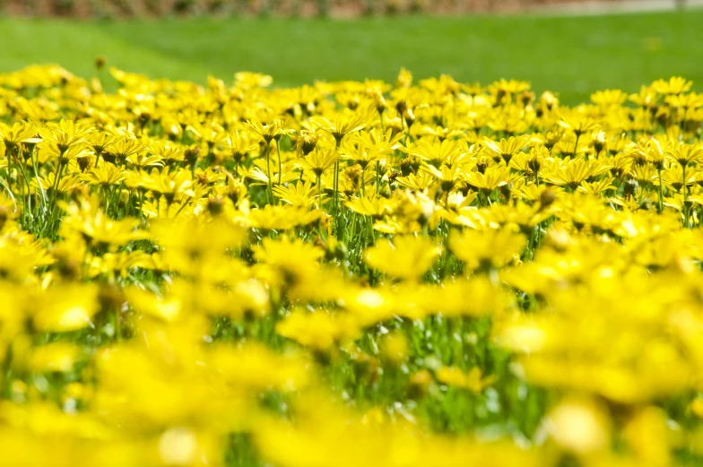 large yellow field full of flowers with trees in the background