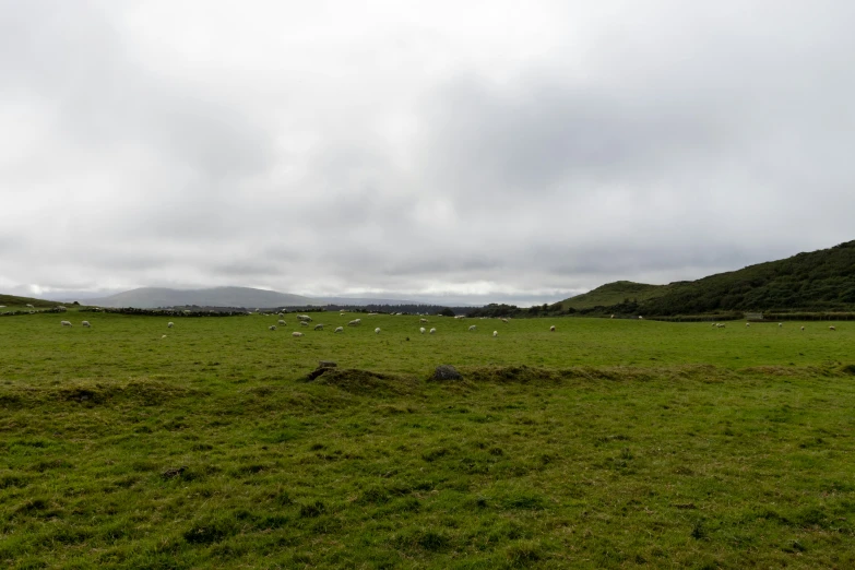 a large grassy area with sheep in the distance