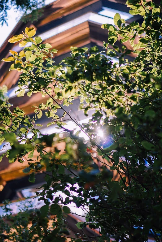 green leaves in front of the facade of a building