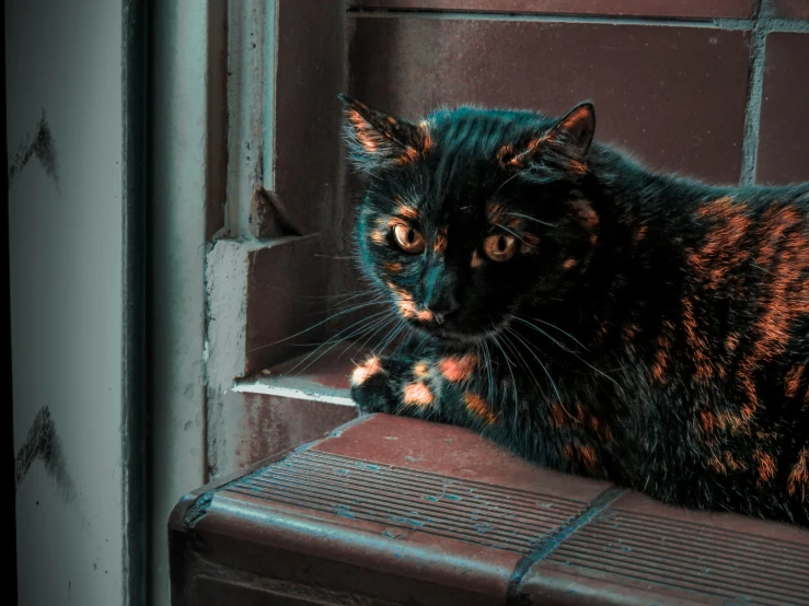 a cat is resting on a window sill