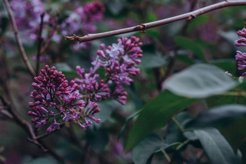 some very pretty purple flowers by a tree