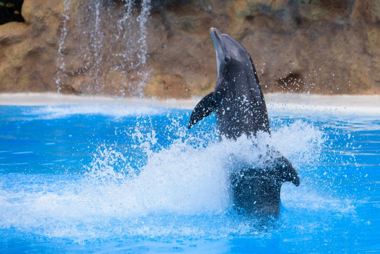 a bottle nosed dolphin in blue water with rocks in the background