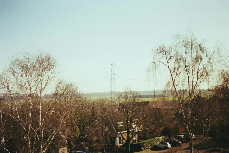 two different types of trees on a hillside