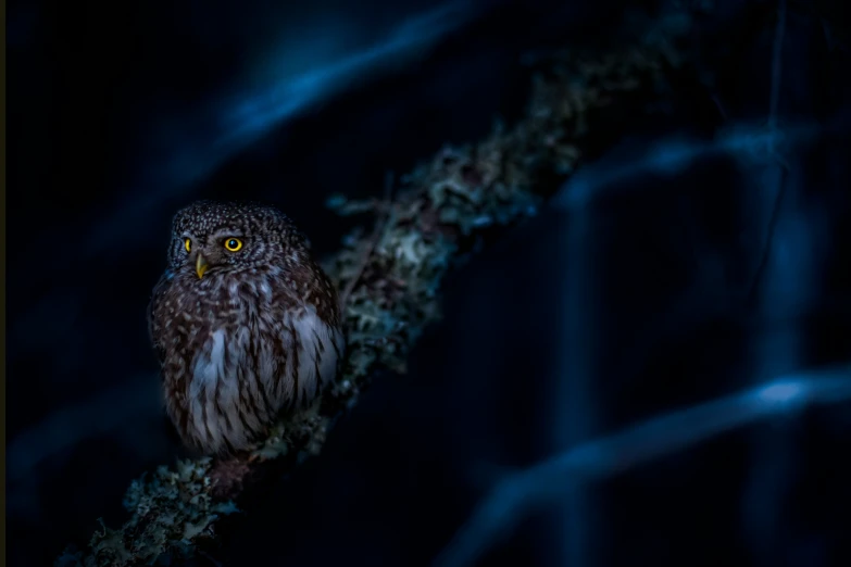 a owl with glowing yellow eyes perches on a limb in the dark
