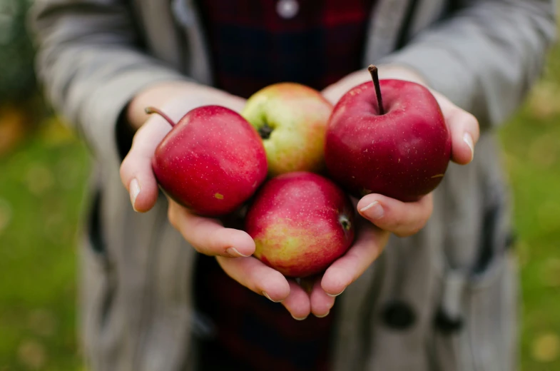 the person is holding three red apples in their hands