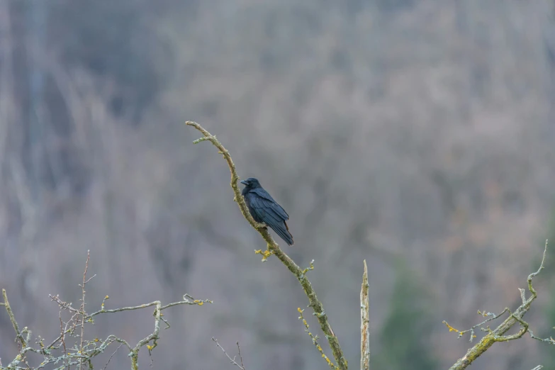 a bird sits on a nch in the middle of nowhere