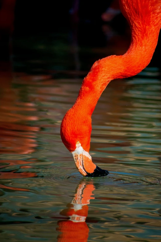 a flamingo drinking water with it's reflection in the water