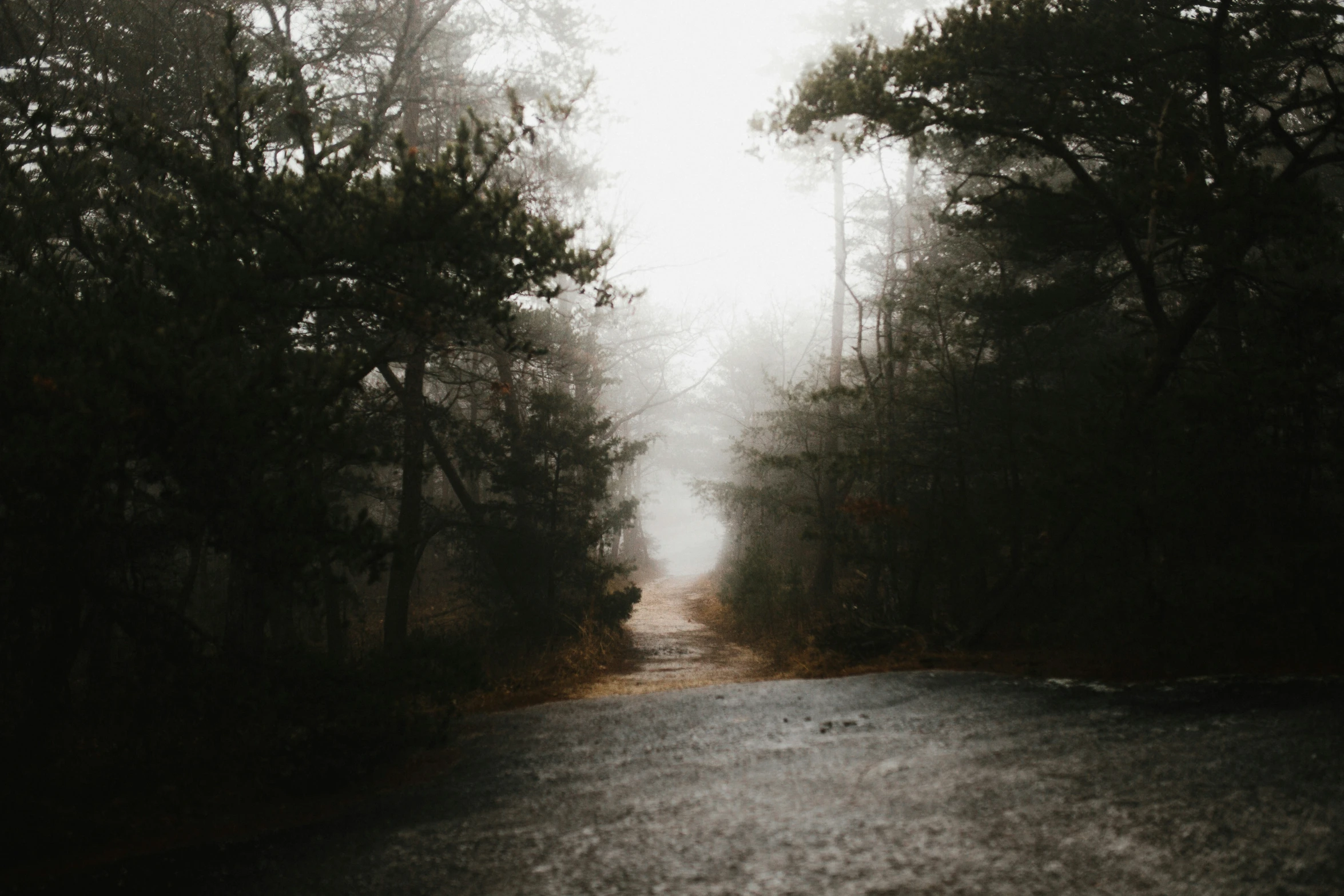 dark road going into dense forest with very tall trees