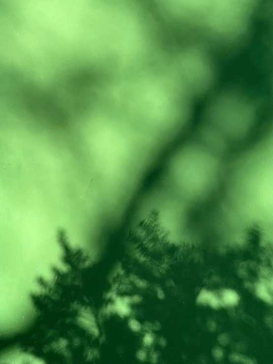 shadows of trees over green background