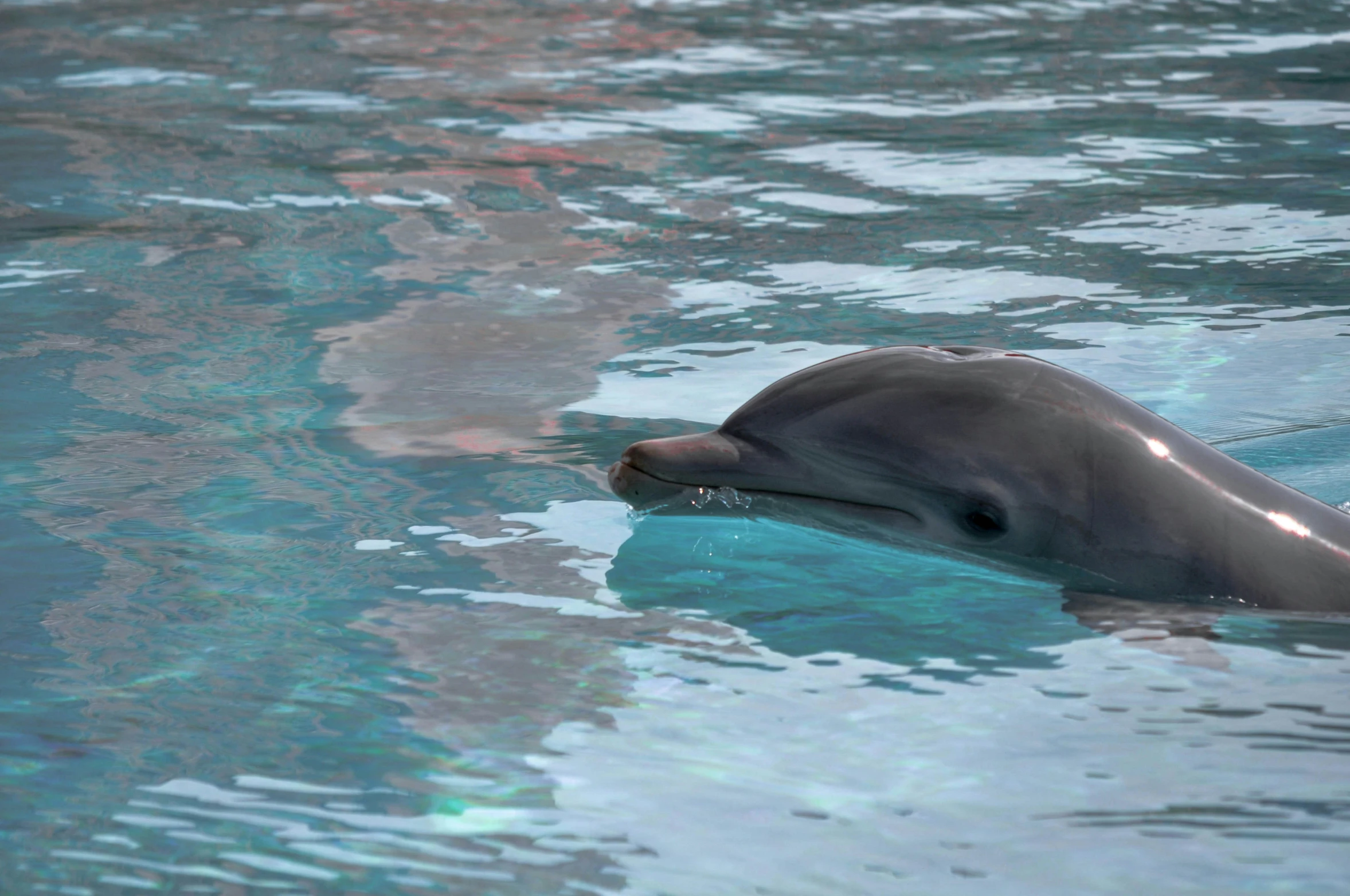 a dolphin swims in a body of water