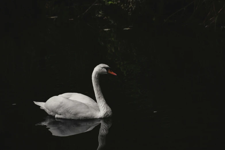 a bird floating on top of water near a forest