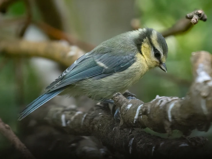 a bird is sitting on a tree nch