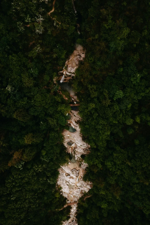 aerial view of a path through some green trees