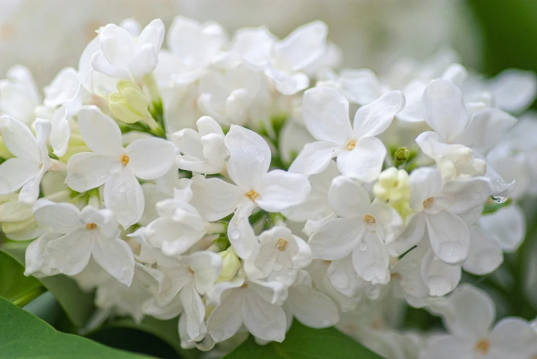 white flowers with leaves in an image of nature