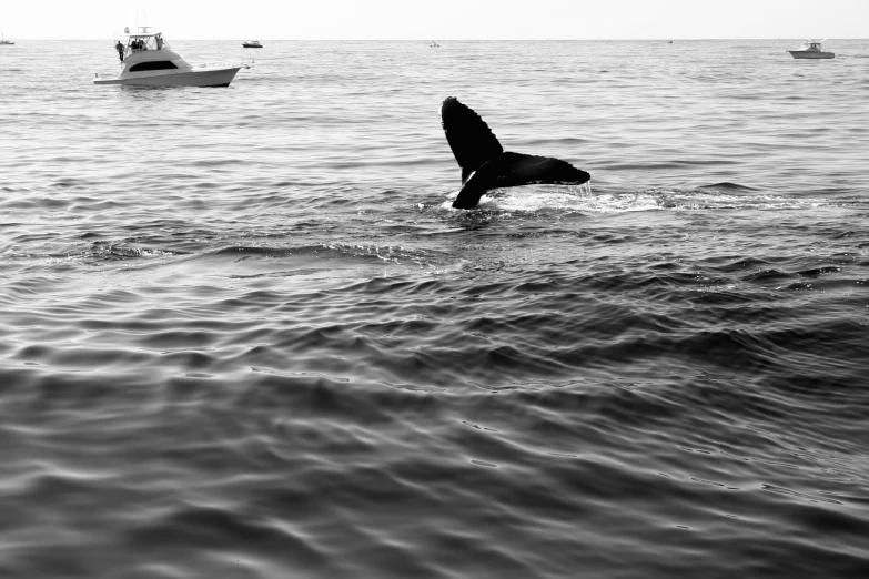 a small boat passing by a large whale