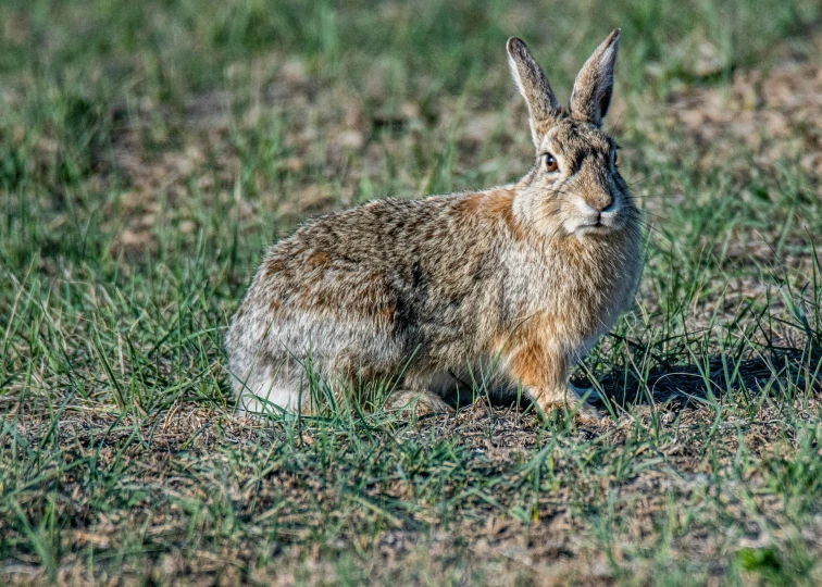 a very cute bunny sitting in the middle of some grass