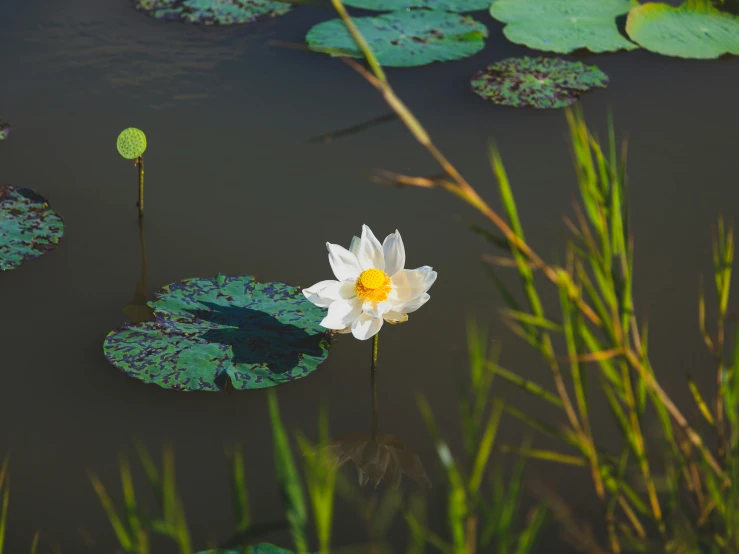 a white flower floating on top of a body of water