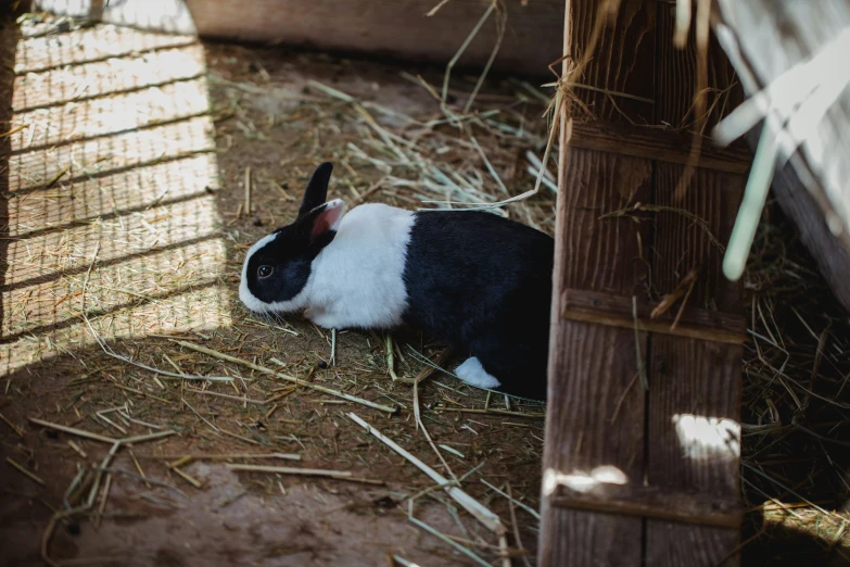 a black and white rabbit resting in some hay