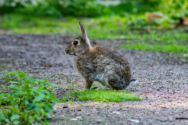 a rabbit is sitting in the grass by itself