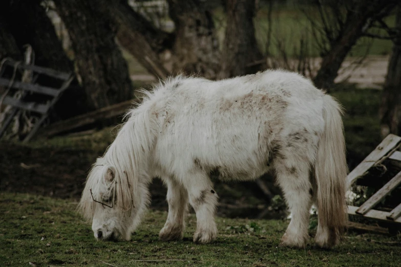 white pony in a field eating grass with trees behind it