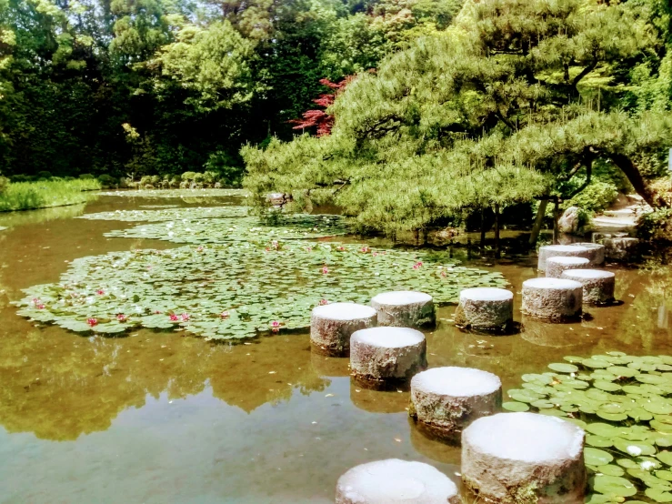 a body of water with many large water lilies