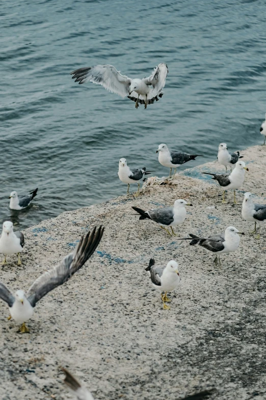 seagulls on a shoreline with one flying above the water