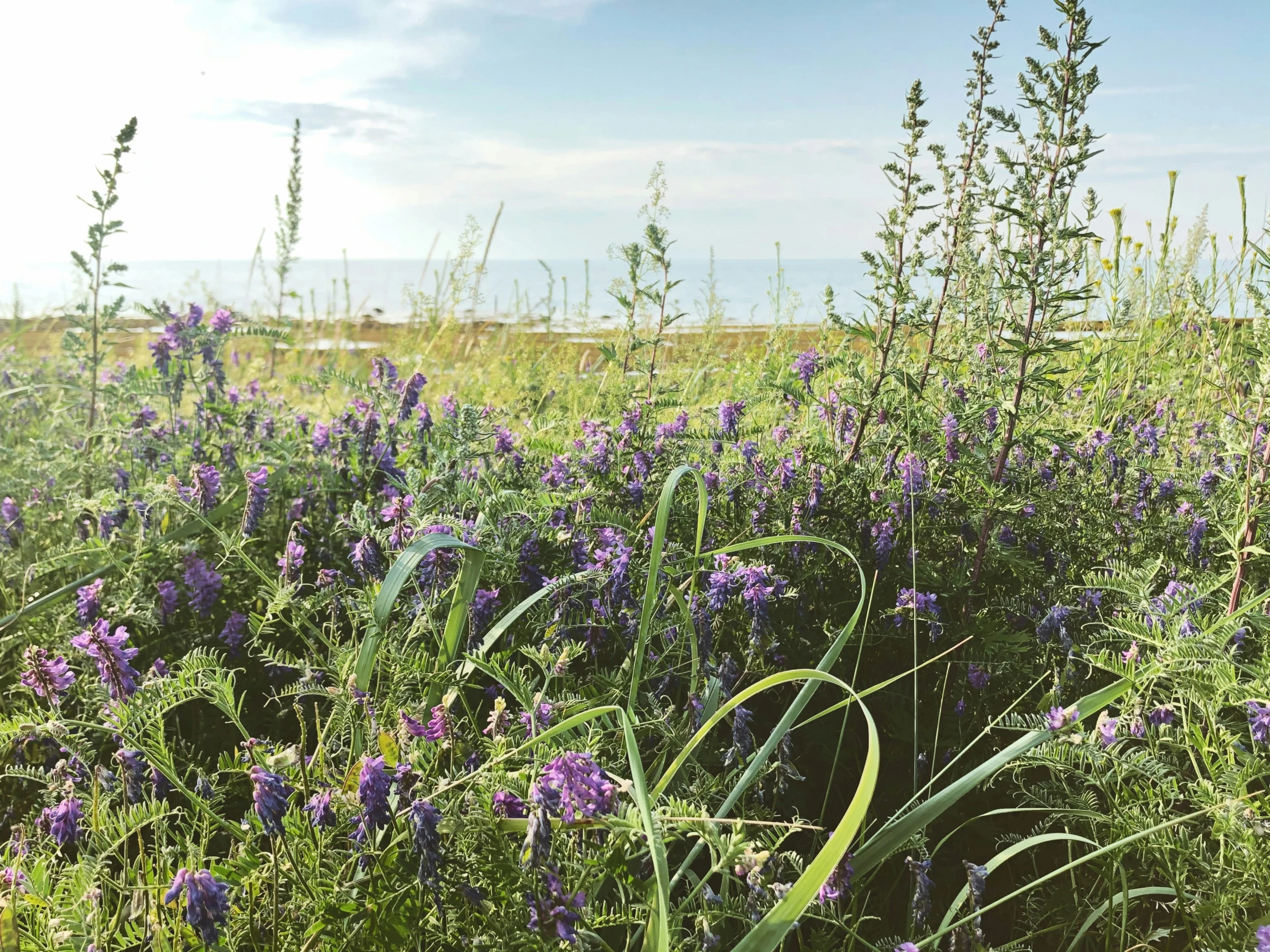 a field of wildflowers on a sunny day