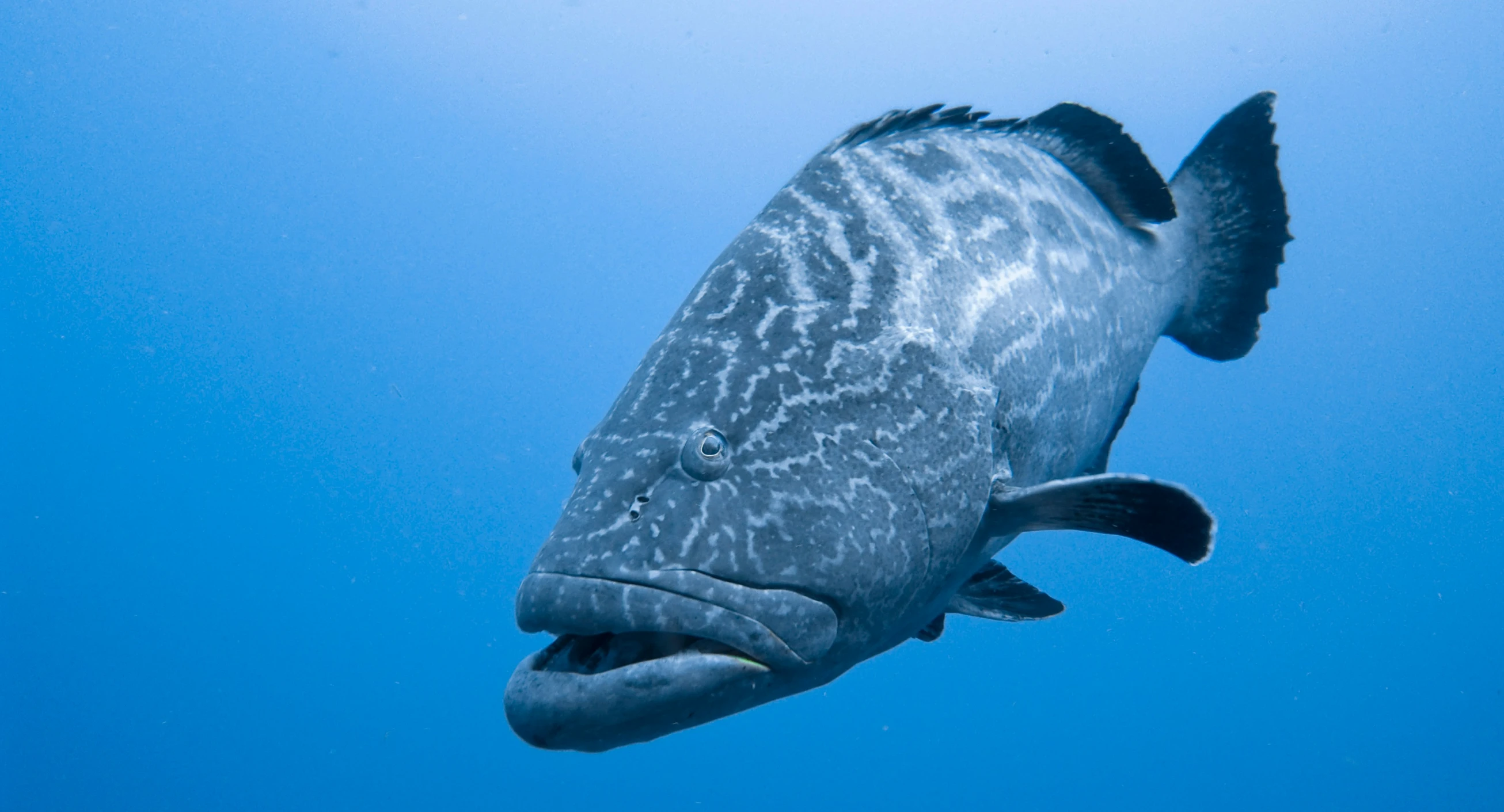 a fish swimming on the ocean under the water