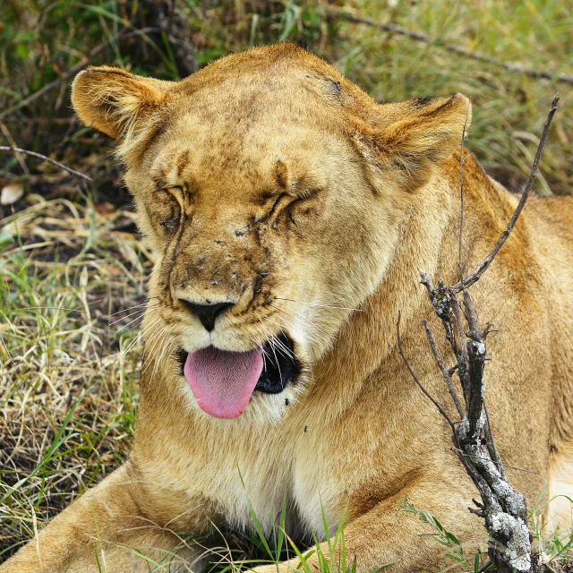 a young lion sitting in the grass near a fence