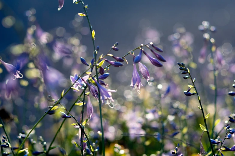 several plants and flowers in a field with sunlight on them