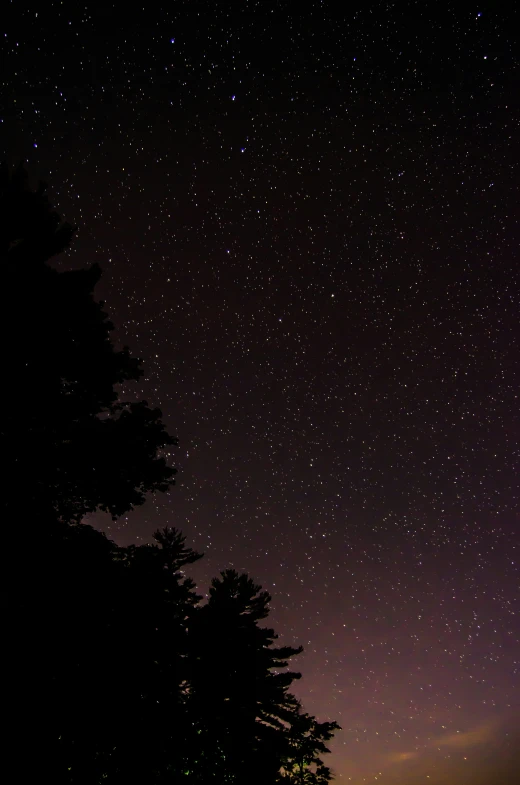 some trees are sitting near some water under the stars