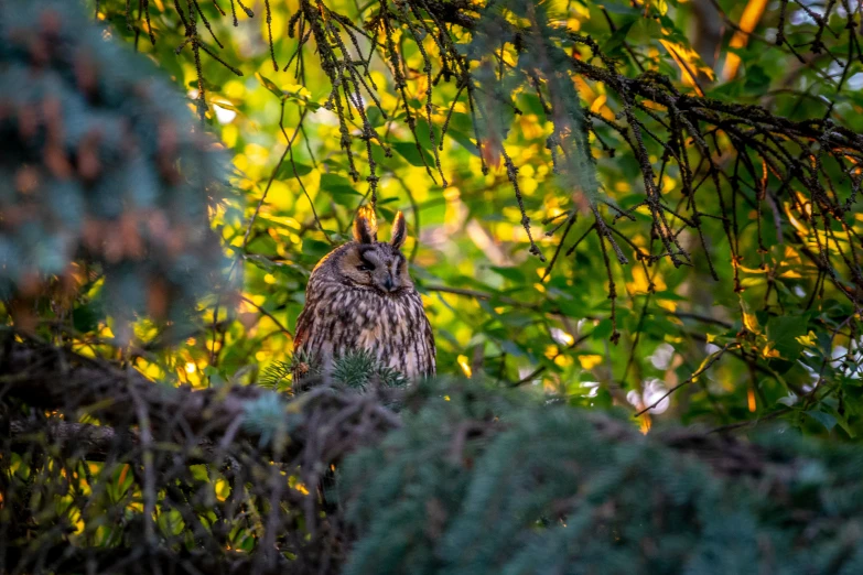 an owl perched in the nches of a tree