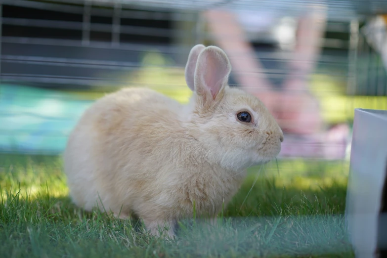 a white bunny is standing in the grass