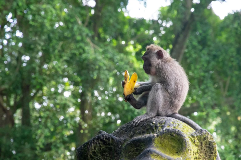 a monkey eats a banana while sitting on a statue in front of green trees