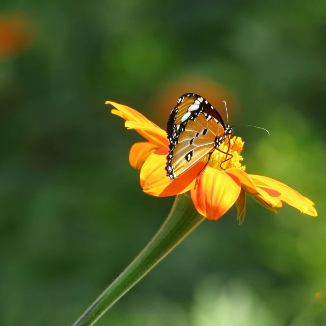 a erfly on the top of a flower