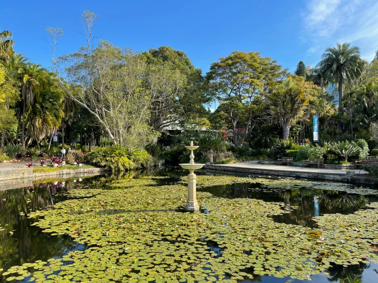 a pond with lily pads in the middle of it