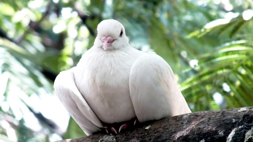 two white birds sitting next to each other on a tree nch