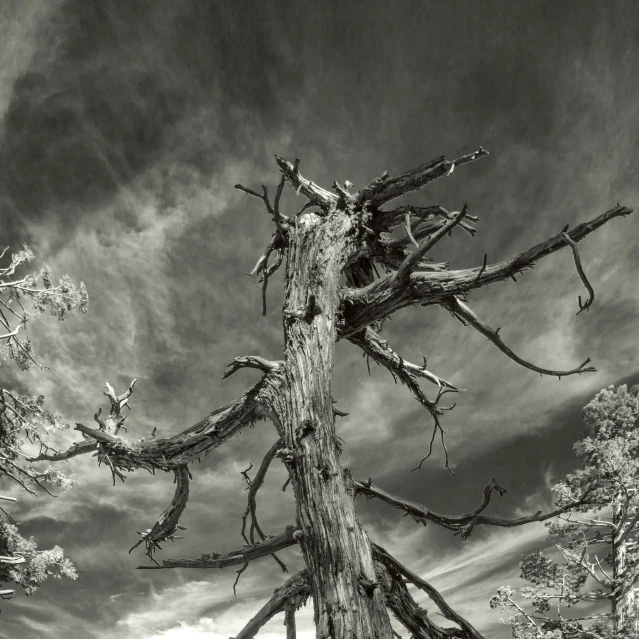 tree with no leaves standing alone under cloudy skies