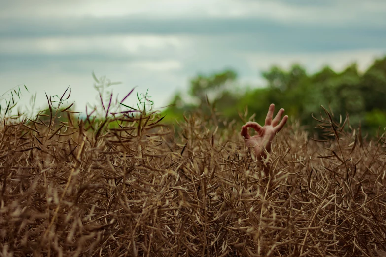 a hand is seen poking out from behind some dried grass