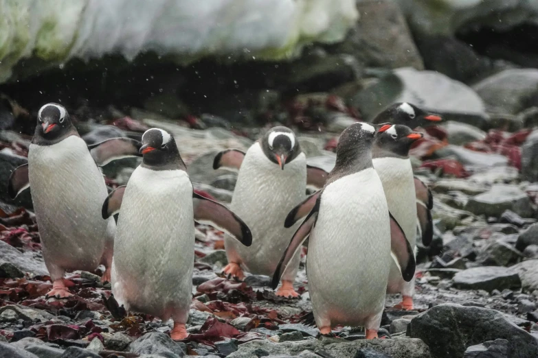 a group of penguins standing on top of a rocky beach