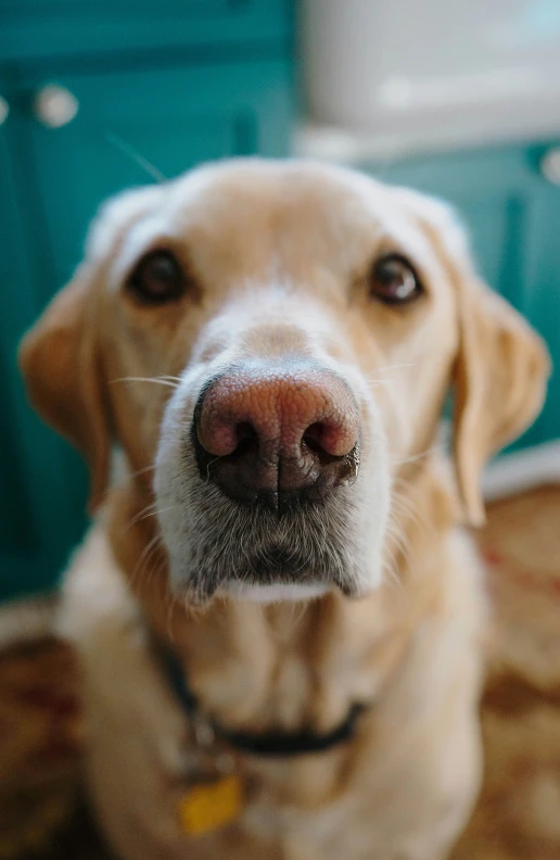 the front end of a dog's nose showing soing