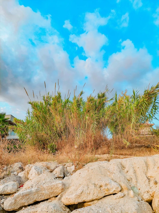 a rock wall with some trees and shrubs on top