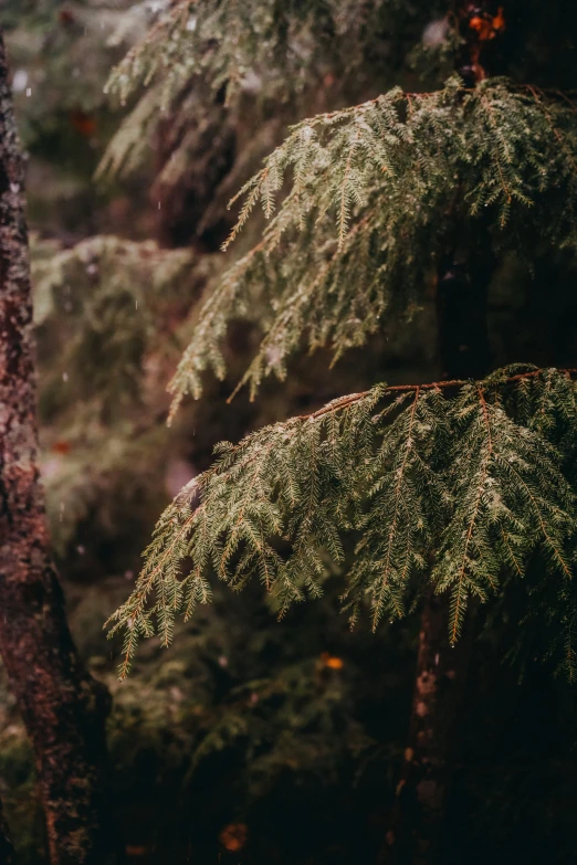 green pine nches are growing among the trees