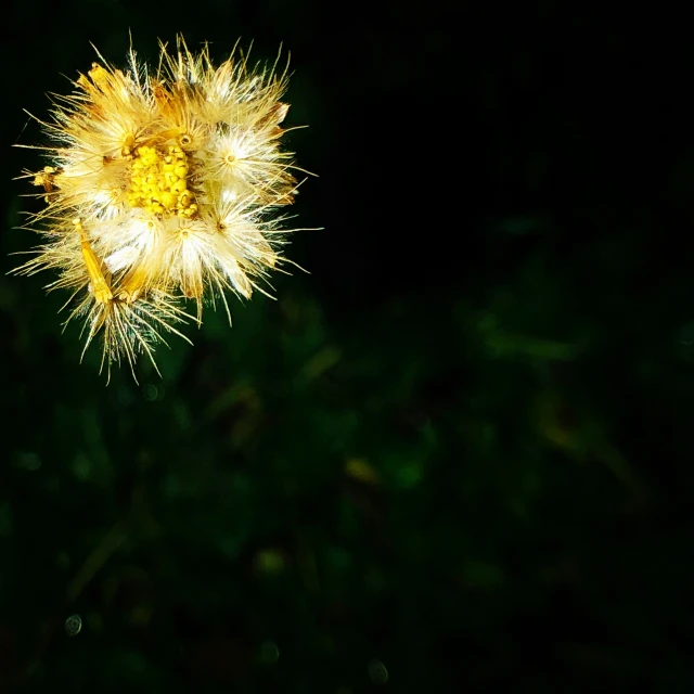 the small flower with long needles looks like a flower