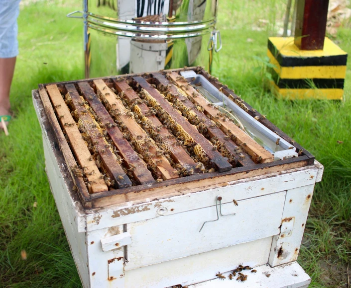 a beehive is placed on the grass outside