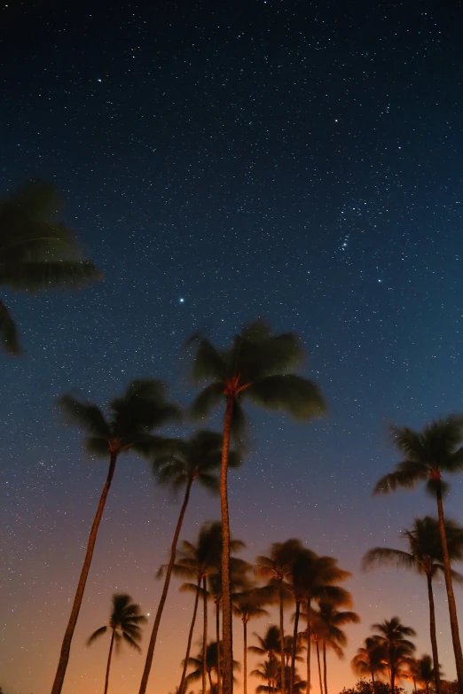 several palm trees are illuminated by the stars above