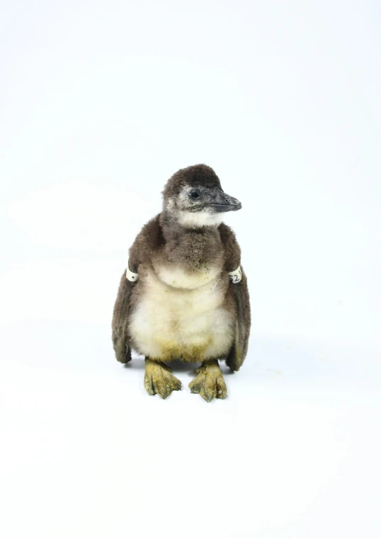 a small bird standing next to the white wall